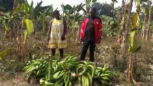 Lire la suite à propos de l’article L&rsquo;association NKONGSAMBA PEGUANTO met à disposition de personnes défavorisées et autres, une plantation