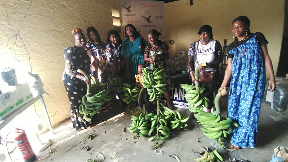 Don de régimes plantains